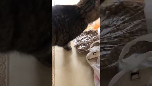 а вот опять котик кстати его зовут Морис😼😽😻