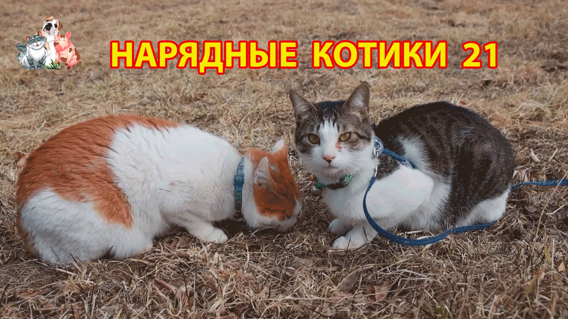 Нарядные Котики расслабляются на солнышке 🌞 🐈🐈⬛🐈 (21)