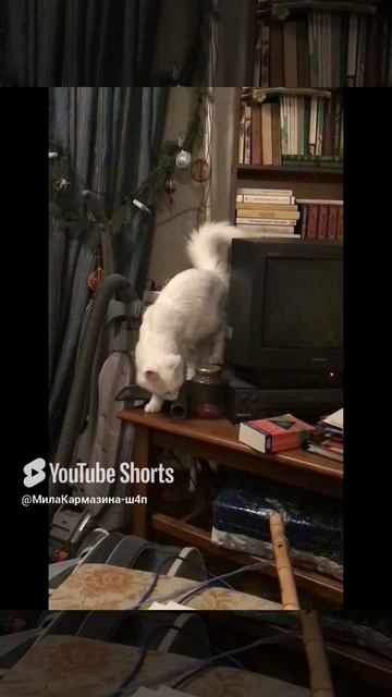 Санкт-Петербург. 24.02.2025. Шуанетта. Телезритель