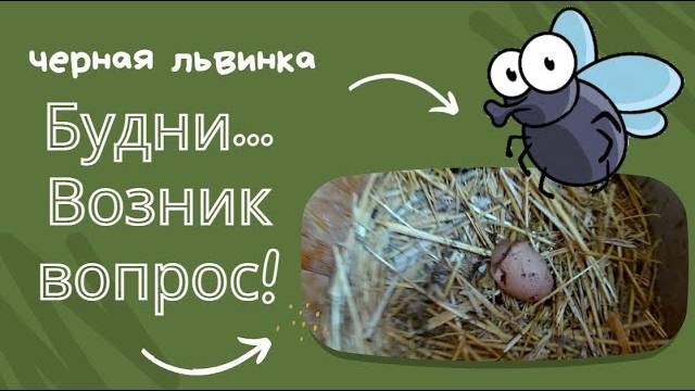 Что курице не хватает?