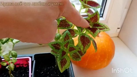 Черенкование КОЛЕУСОВ. Нарезаю черенки. Как сохраняла зимой.