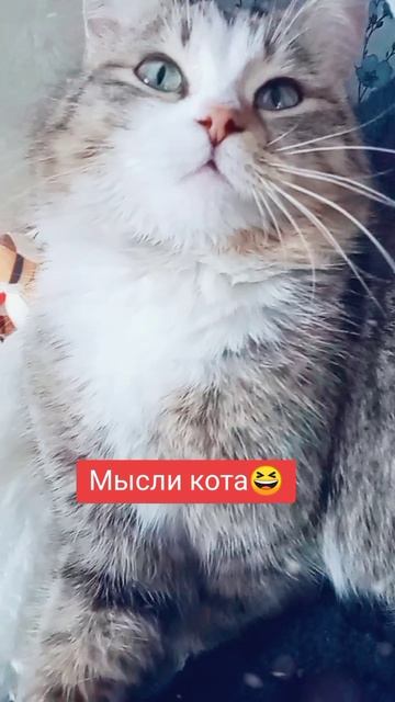 Скромняга😸
⠀
#котомания #люблюкошек #кареглазаяблондинка #AlinaKlyukva #юмор