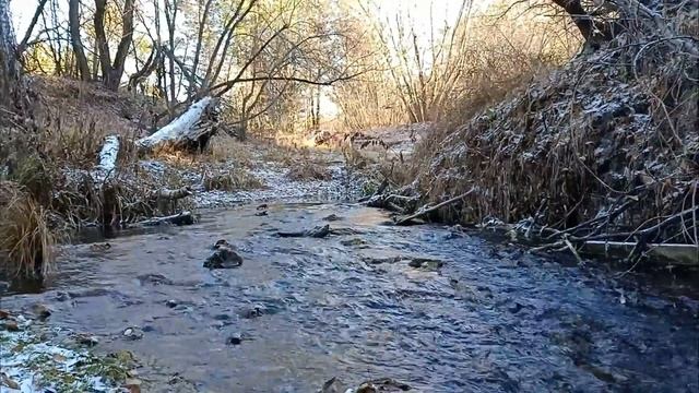 Ручеёк в осеннем лесу