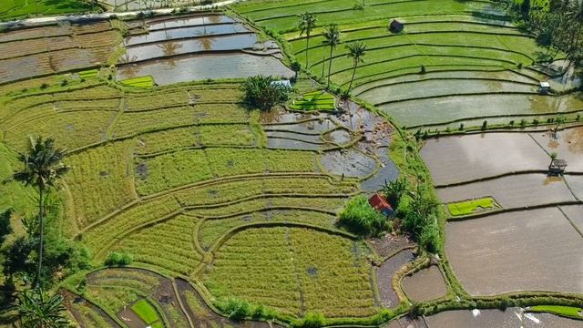 RICE TERRACES OF UBUD! UNREAL BEAUTY OF BALI! DRONE VIDEO HD