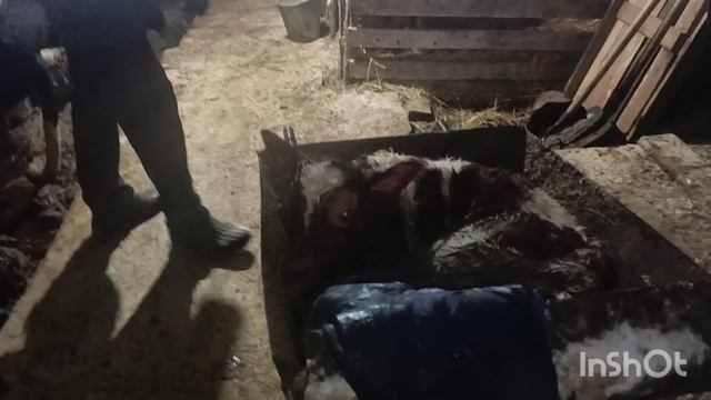 Неожиданное пополнение.