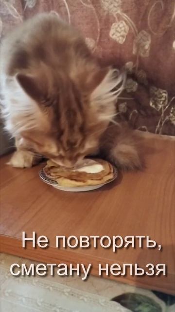 Не всё коту масленица. Сибирский котёнок ест блины со сметаной.