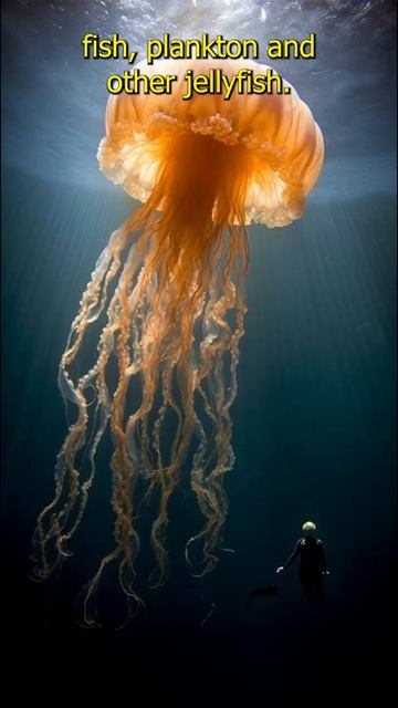 Lion's Mane Jellyfish Fascinating Facts