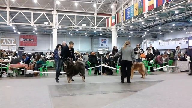 cacib 09 12 12 киев сравнение на ЛС