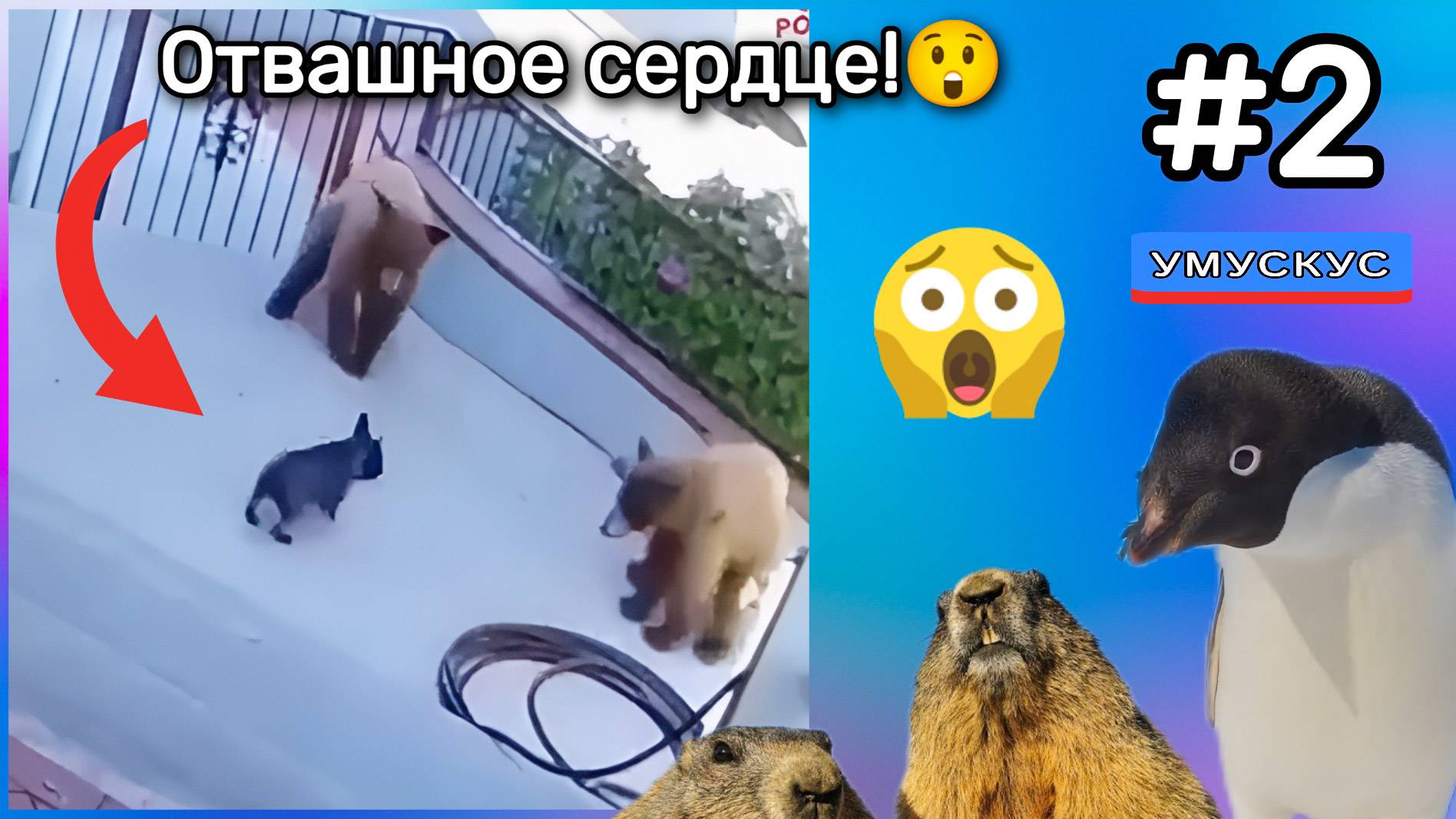 Шоу Умускус - Выпуск 3 Отважное сердце!