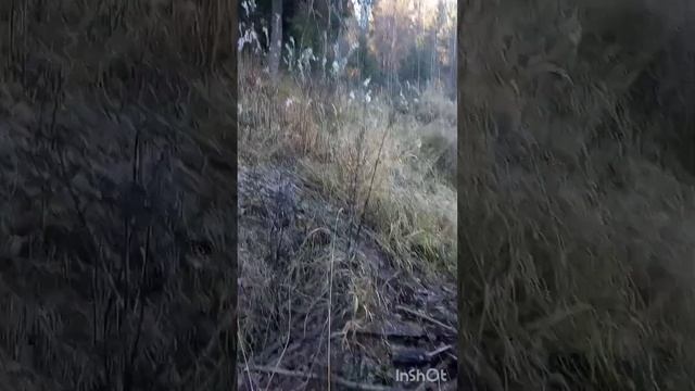 Теплый осенний день, лес, пруд, бобры