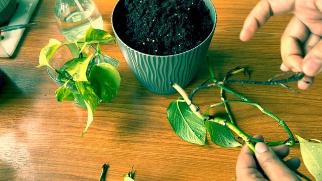 Reviving a Dying Pothos: Tips and Tricks for Bringing Your Plant Back to Life