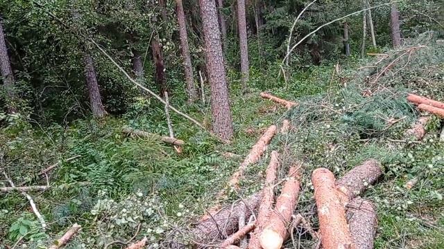 новая лесосека // необычное соседство // будни беларуских вальщиков