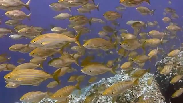 RED SEA EXPEDITION YELLOW UMBRELLA™