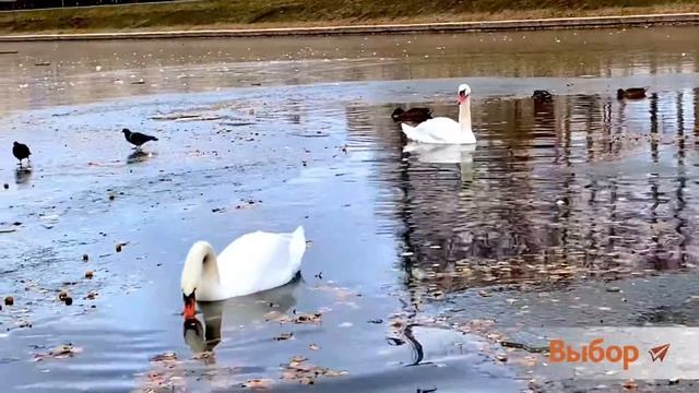 Лебеди, утки и селезень на парковом озере в Салавате