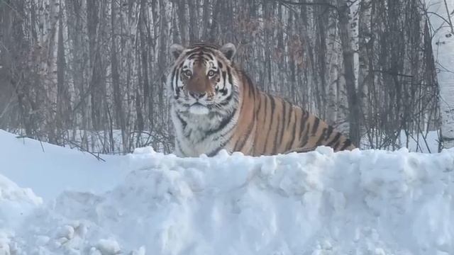 Шикарный котяра