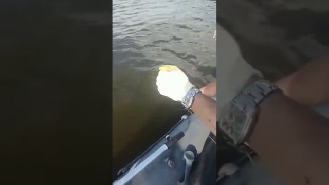 От 22.07.2022 г. на р. Оке,  нами был пойман сом  🐋🎣, весом 42 кг. , в длину 192 см. 💪🔥.