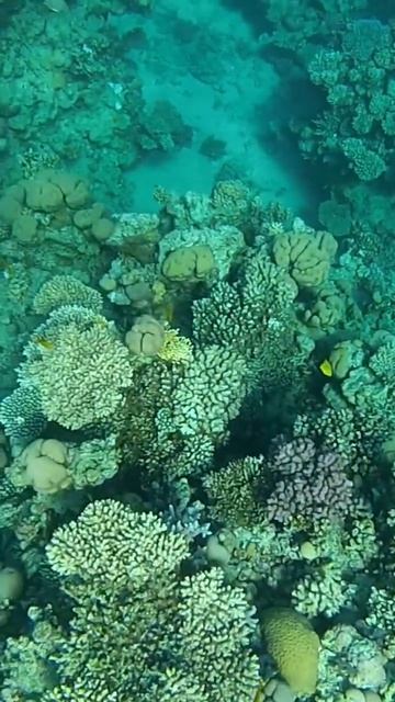 Egypt. Snorkeling with fish in the Red sea at Sharm-El-Sheikh.А теперь за рыбами!Рифы Красного моря