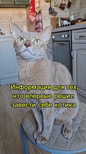 Информация для тех, кто впервые решил завести себе котика #кормитьлюбитьузаживать