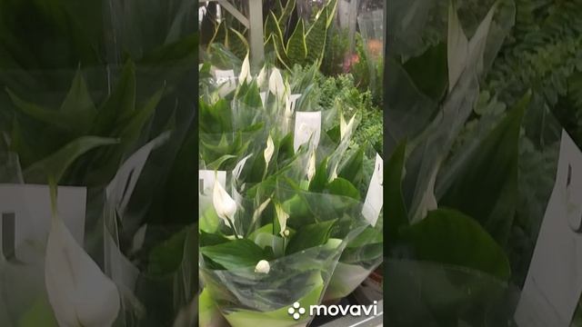 Комнатные растения в Лемана Про. Обзор. Цены, ассортимент