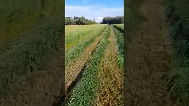 Сено 2022 год. Татарстан. Набережные Челны. 89179097294