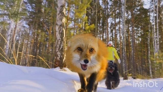 зимний лес и две подружки на прогулке