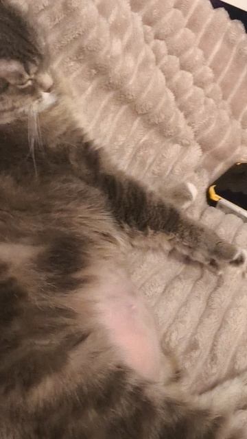 моя кошка