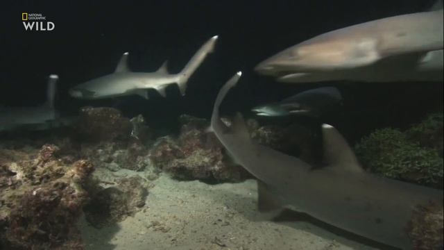 Почему белопёрые рифовые акулы (Triaenodon obesus) предпочитают охотиться ночью, и что им помогает