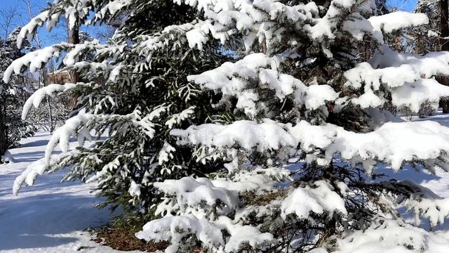 КОРОЛЕВА ЗИМА (авторская песня и красивое зимнее видео)