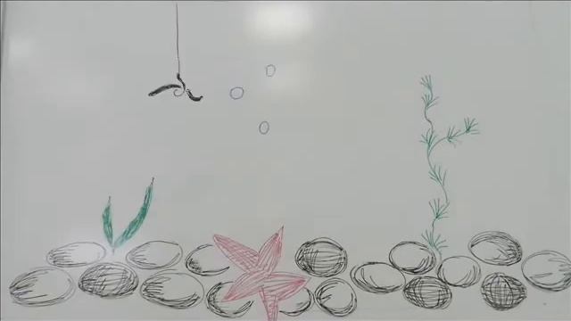 Морские обитатели