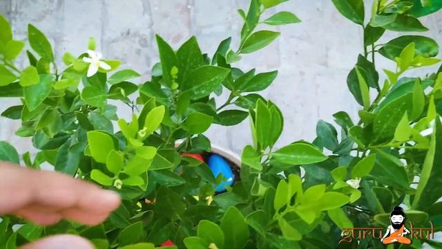 Chinese orange 🍊| Easy way to grow | Mini orange Care and tips calamondin.