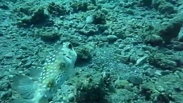 Red Sea - Eilat Gulf - Abunafha - Kalachov.com Dive Team