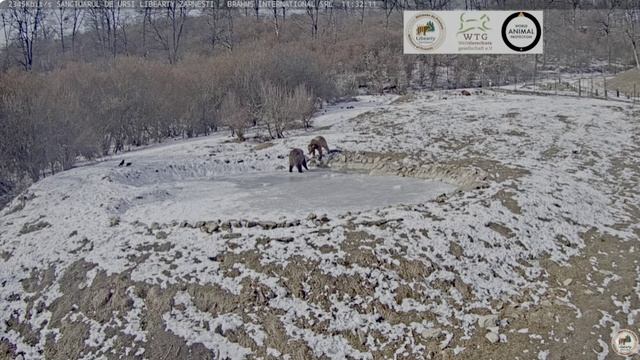 Мишки спешат на любимый водоем заняться разминкой