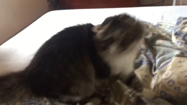 Мой котёнок