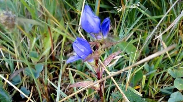 Campanula glomerata  Vidéo 526 - 2016 flore du plateau de l'Aubrac