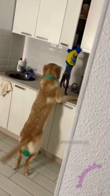 Кот 🐱 и Собака 🐶 воруют Еду 😁 Cat and Dog steal food 😂 #shorts #animalsfunny