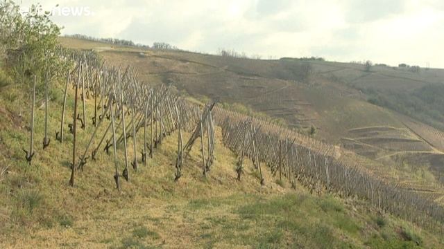 Заморозки уничтожили урожай на престижных виноградниках