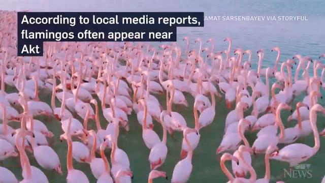 Mesmerizing flock of flamingos filmed by drone in Kazakhstan