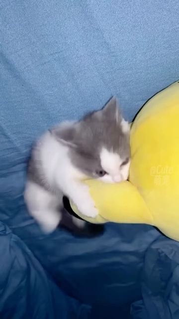 смешные видео!😂
мурло8️⃣🐱
