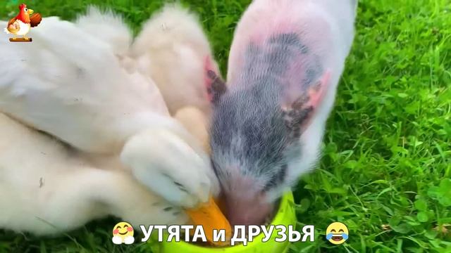 Утята с друзьями – мир нежных эмоций 🤗 эпизод (25)