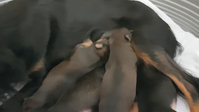 маруся кормит щенков