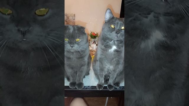 угадайте где папа кот и где сыночек его?