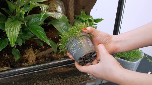 GEKON orzęsiony - aktualizacja terrarium. Jak wygląda terrarium po kilku miesiącach?