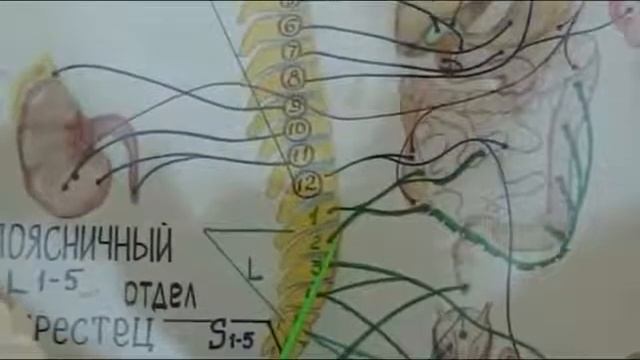 5. Руководящая роль центр.  и периф.  нервной с-мы в профилактике заб-ий внутренних органов.
