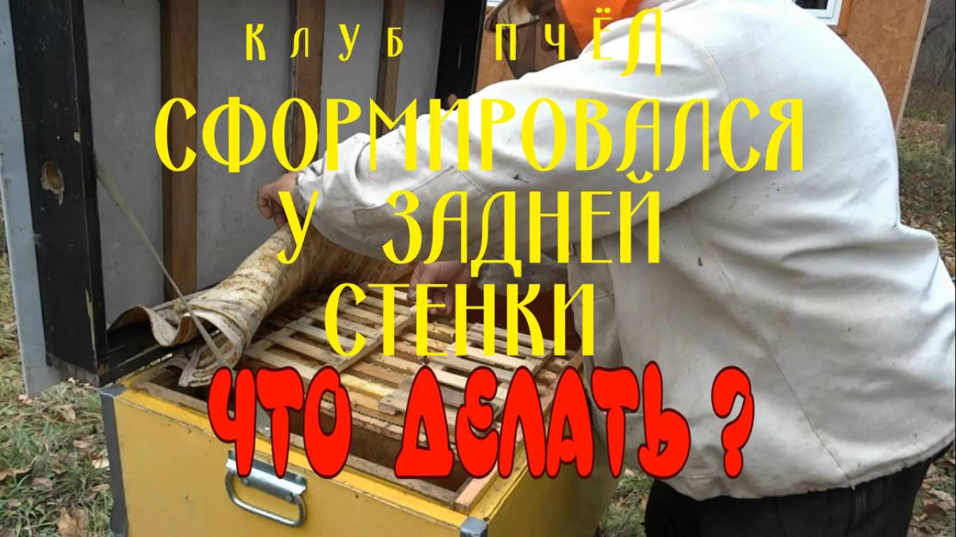 КОГДА  КЛУБ  ПЧЁЛ  СФОРМИРОВАЛСЯ  У  ЗАДНЕЙ СТЕНКИ. ЧТО ДЕЛАТЬ_