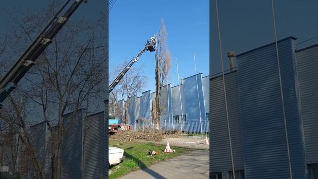 Удаление деревьев Киев