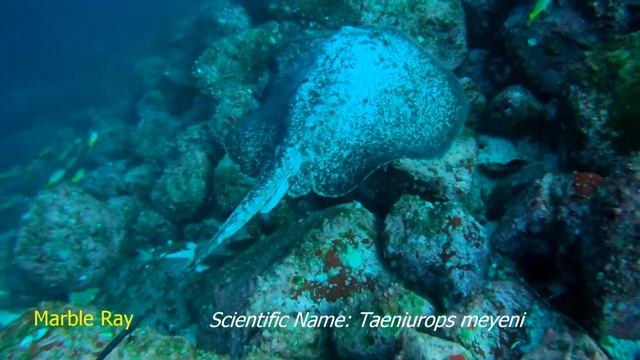 The Scalloped Hammerheads of Cocos Island (and more) - February 2018