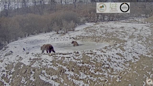 Маленькая передышка и один проваливается в воду -лед разогрели борьбой