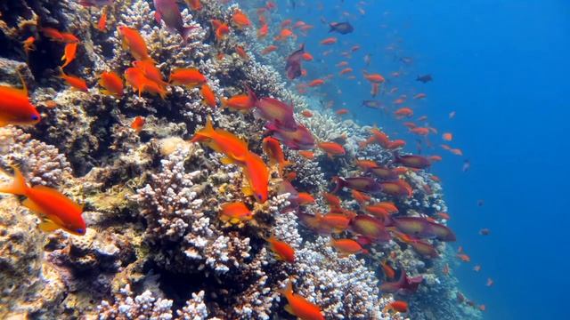 Blue Hole of Dahab | Red Sea | Egypt