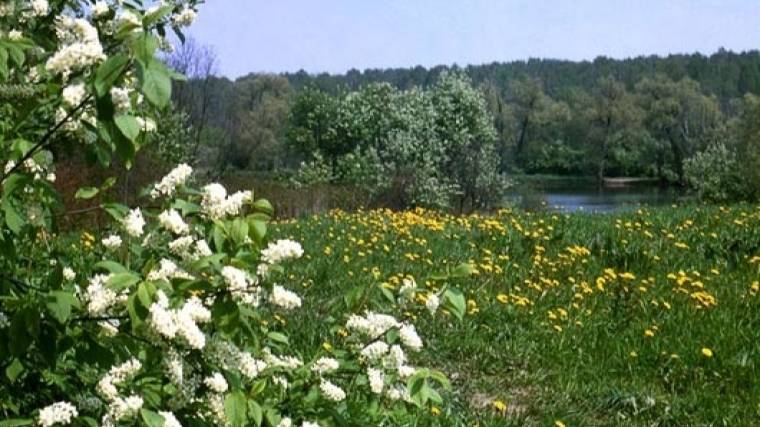 Черемшина(Черёмуха ). Поёт  Валентина Дробышева .