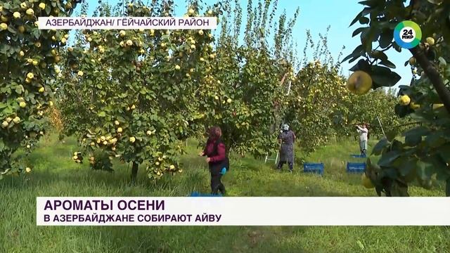 Сбор айвы начался в садах Азербайджана